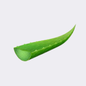 Aloe Vera Leaves (Single)