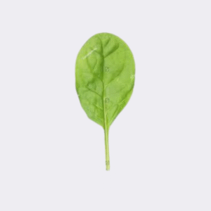 Baby Spinach (Single)