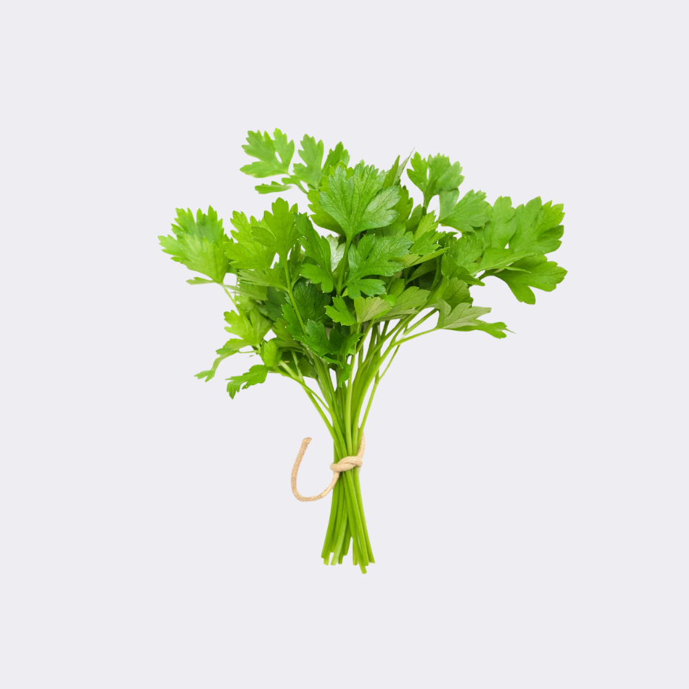 Coriander - Image 2