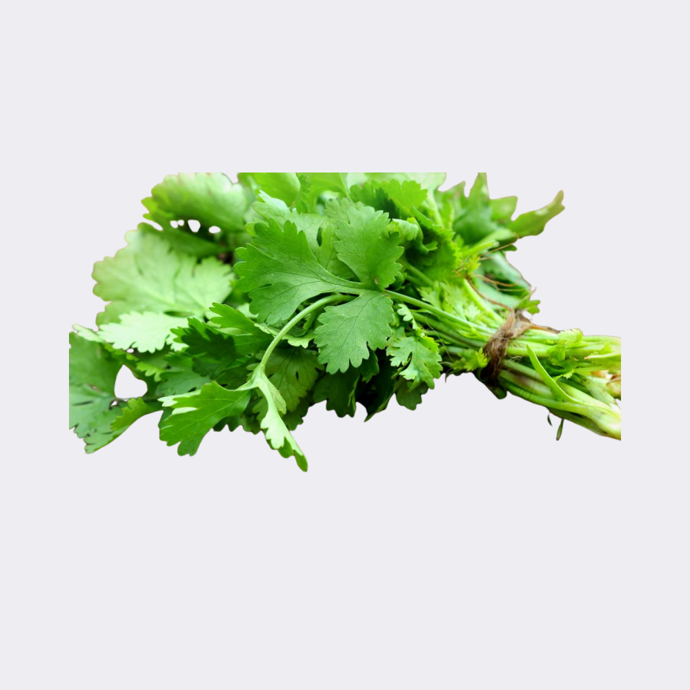 Coriander - Image 3
