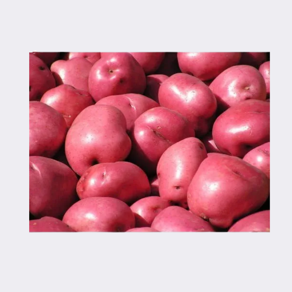 Potato Red - Image 9