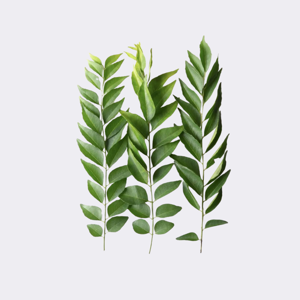 Pre Packed Curry Leaves - Image 2